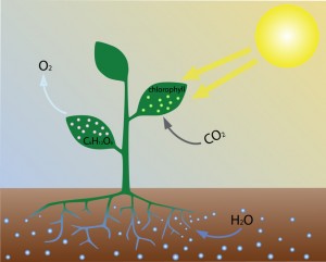 biocarburants, pétrole, C02, micro-algues, énergie solaire 