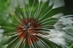 biodiversité, écosystème, tissu productif, CGDD, agriculture