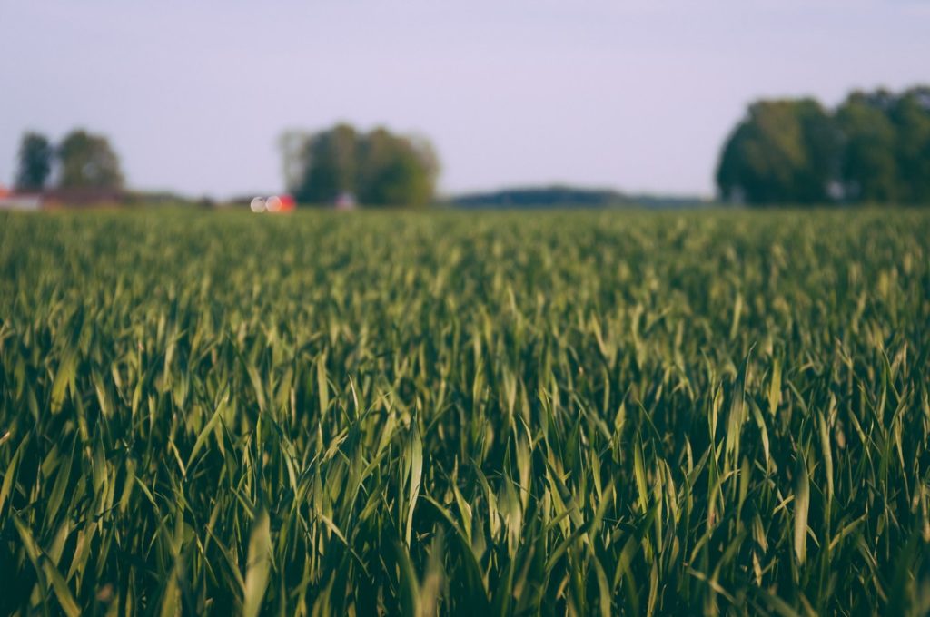 Un champ de maïs utilisant l'herbicide de Monsanto