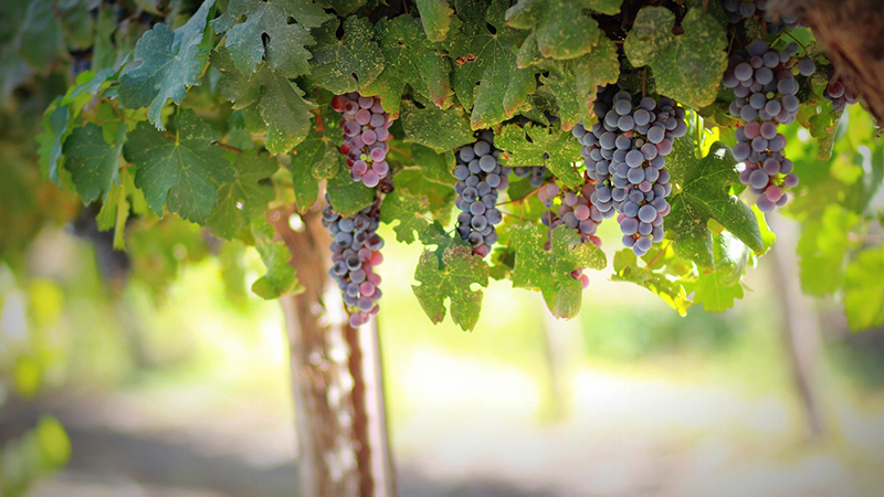 Vigne France Viticulture Taxe Environnement Écologie