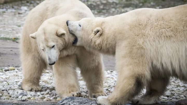 ours polaires voie extinction