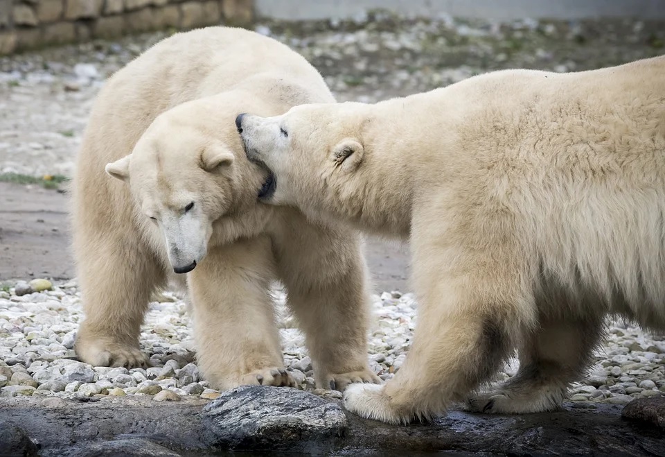 ours polaires voie extinction
