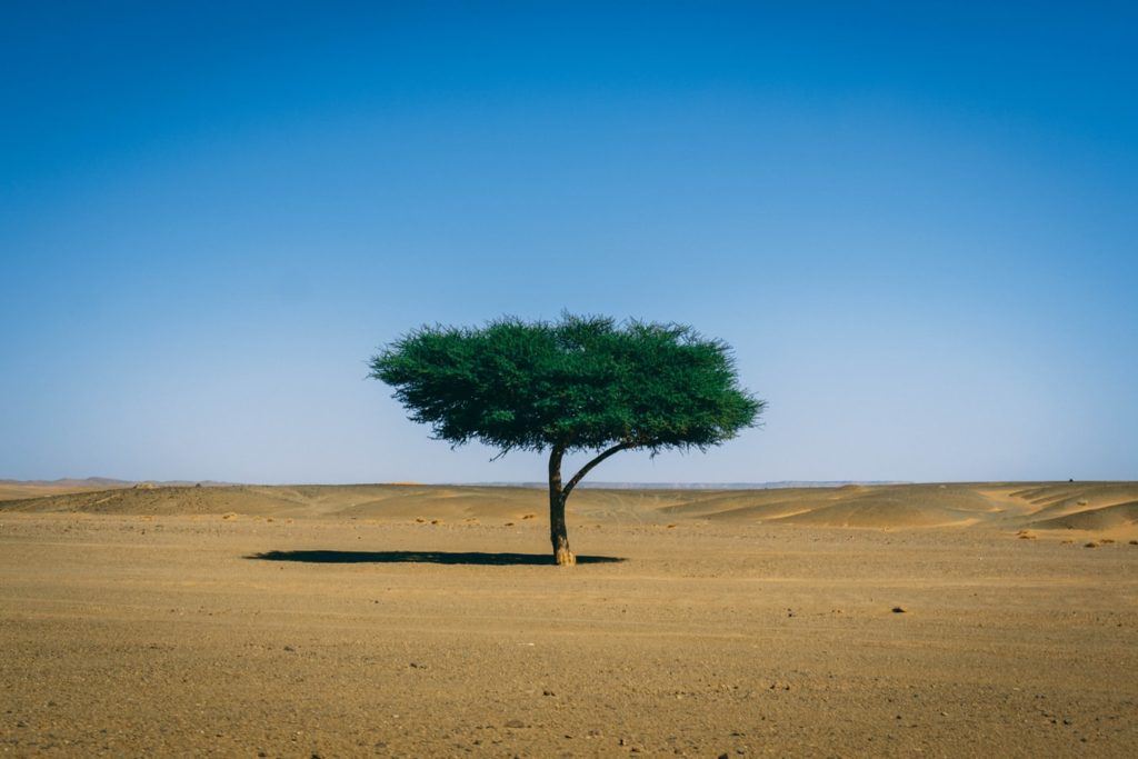 Un arbre dans le désert du Sahara, en Afrique.