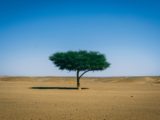 Un arbre dans le désert du Sahara, en Afrique.
