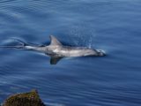 maladie mortelle dauphins rechauffement