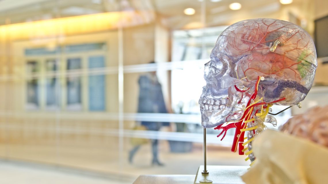 Un modèle transparent. d'un crâne humain.