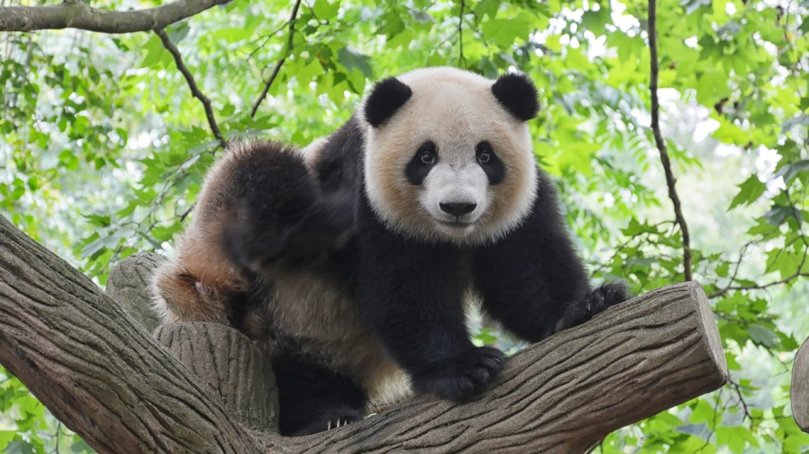 Le panda, symbole de la Chine.
