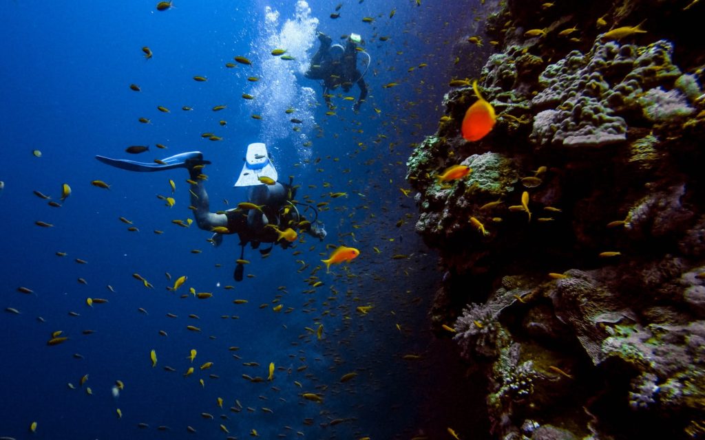 Des plongeurs près d'un récif coralien.