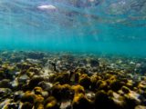coraux ouest ocean indien danger