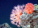 rechauffement climat coraux