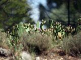 cactus rechauffement climatique