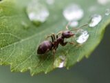 robots lucioles fourmis detecteuses cancer environnement soutien precieux