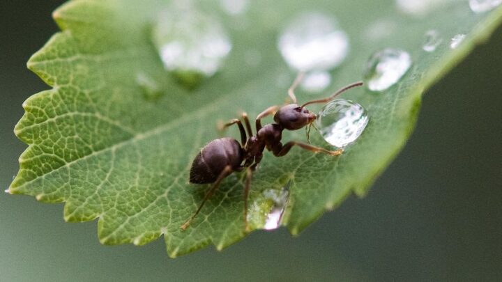 robots lucioles fourmis detecteuses cancer environnement soutien precieux