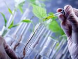 plantes biotechnologiques combattre pollution atmosphérique