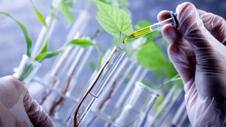 plantes biotechnologiques combattre pollution atmosphérique
