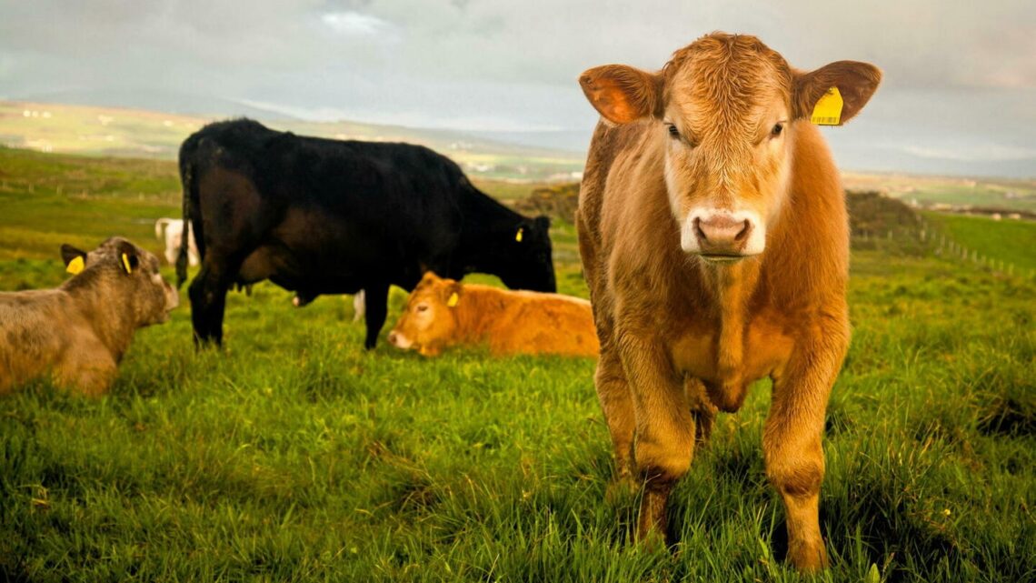 Irlande abatage vaches 2026