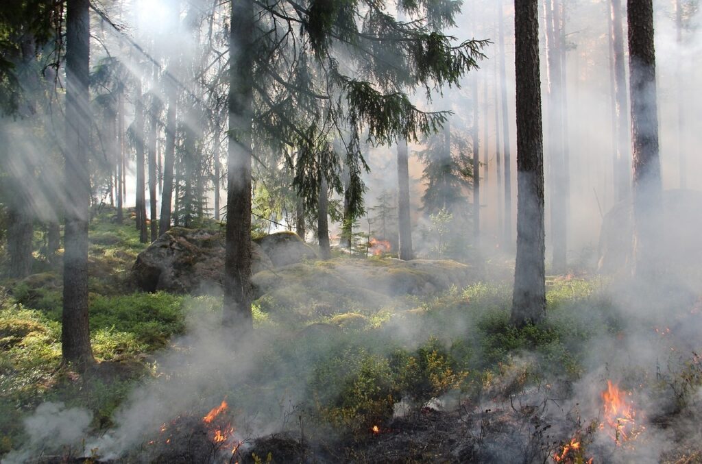 effet incendies nature