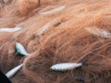L’aquaculture, fausse amie des océans